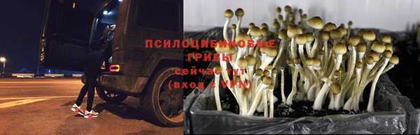 марихуана Новозыбков